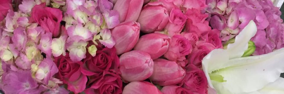 Shreefa1979's profile banner image