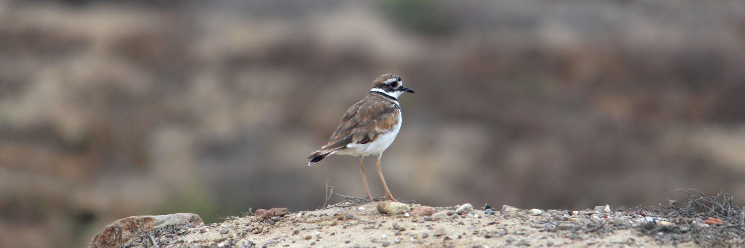 Diana Ojeda Revah banner