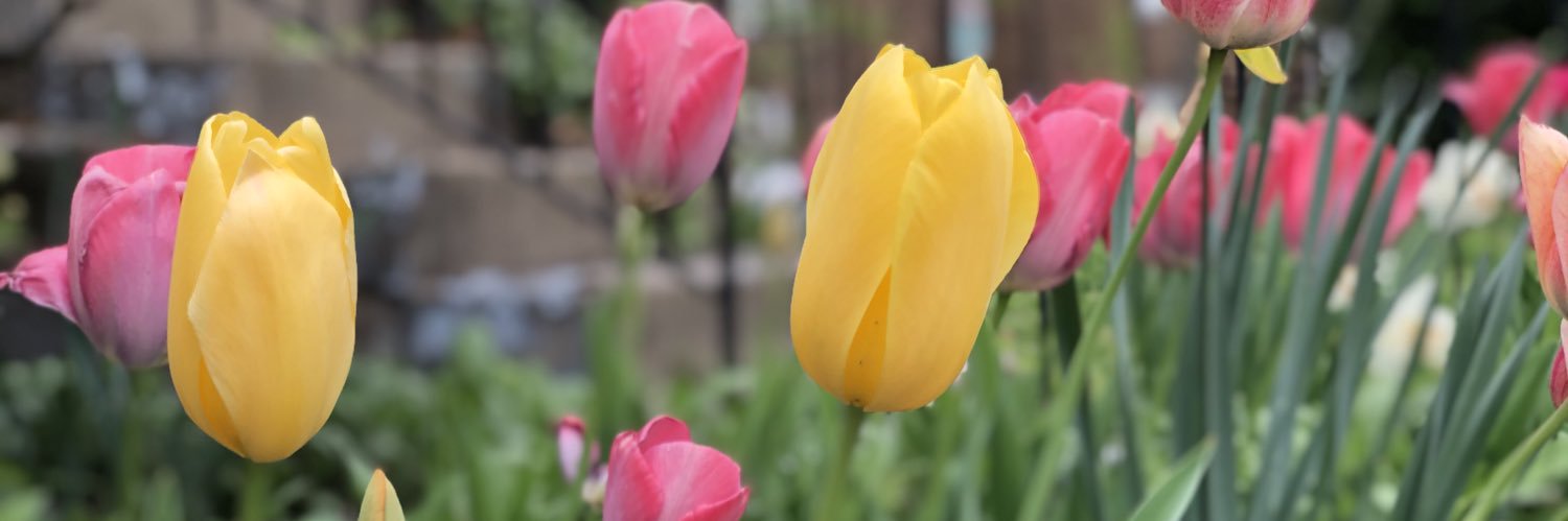 JennyPetrow's profile banner image
