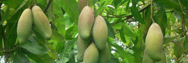 bostan_mango's profile banner image