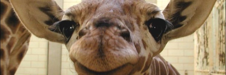 kylie_comer's profile banner image