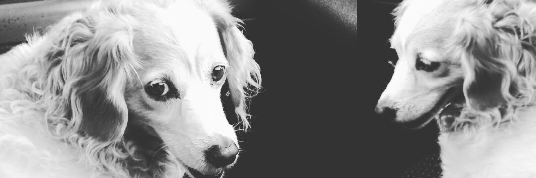 flaurencena's profile banner image