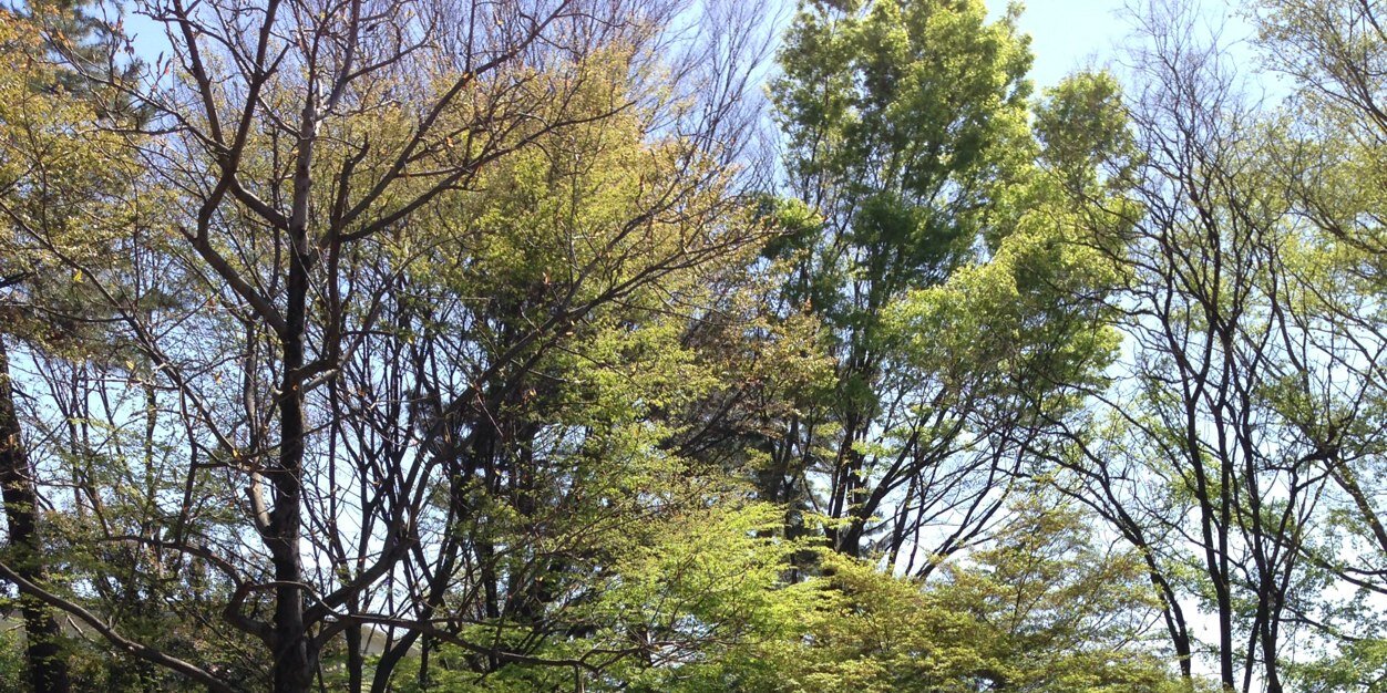 gomidainoko's profile banner image