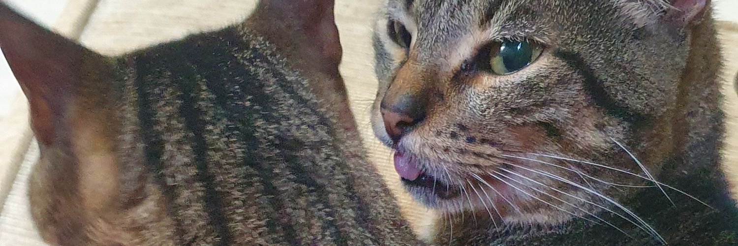 Thiago Sabaia banner