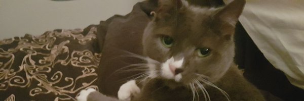 FelineUnit Profile Banner