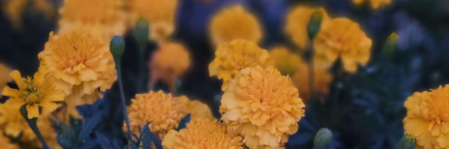 julesrose20's profile banner image