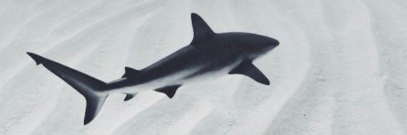 karipopi's profile banner image