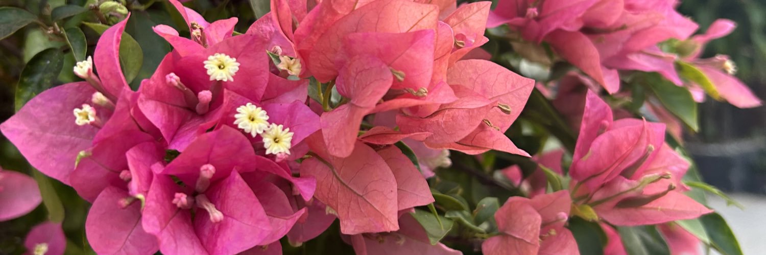 joha_boeck's profile banner image