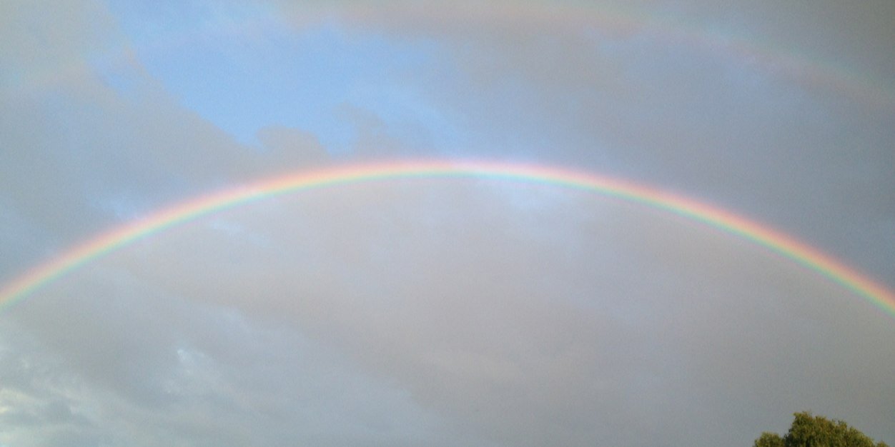 minilop1's profile banner image