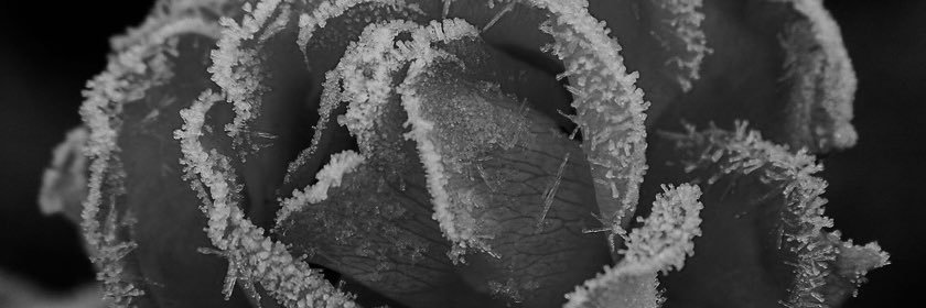 𝐯𝐢𝐤𝐢 banner