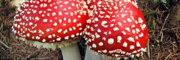 Bororitto Profile Banner