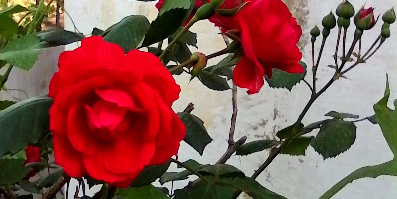 AntraArya's profile banner image