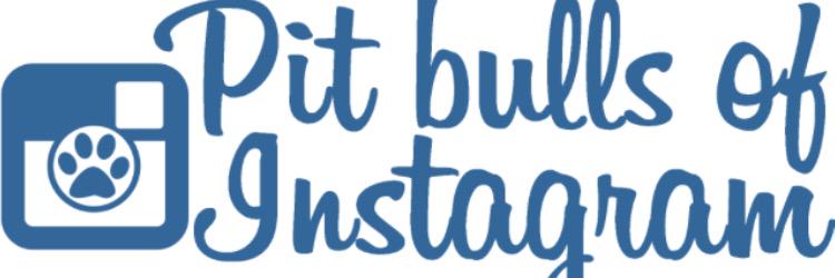 Pitbullsofinsta's profile banner image