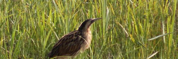 Rhyd_iculous Profile Banner