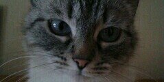 Celiablue11's profile banner image