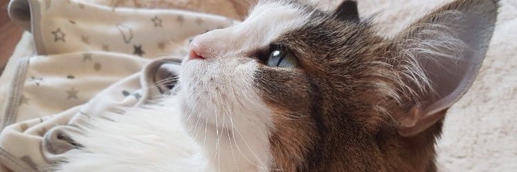 99filli's profile banner image