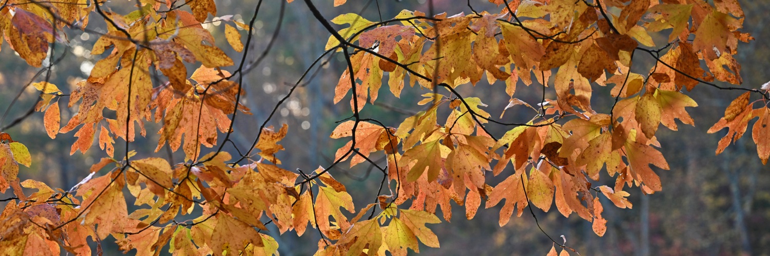 Friends of Oregon Ridge banner