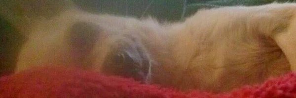 TerrinaMajnoona Profile Banner