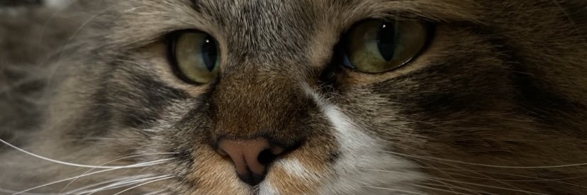 lai1ate's profile banner image