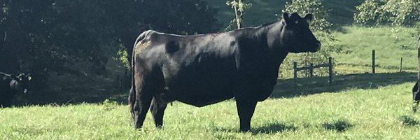 Katemahercsu Profile Banner