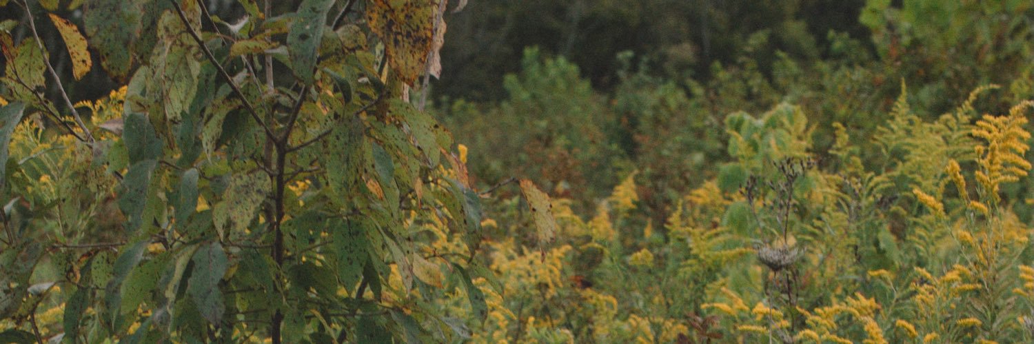 Brynn Elliott banner