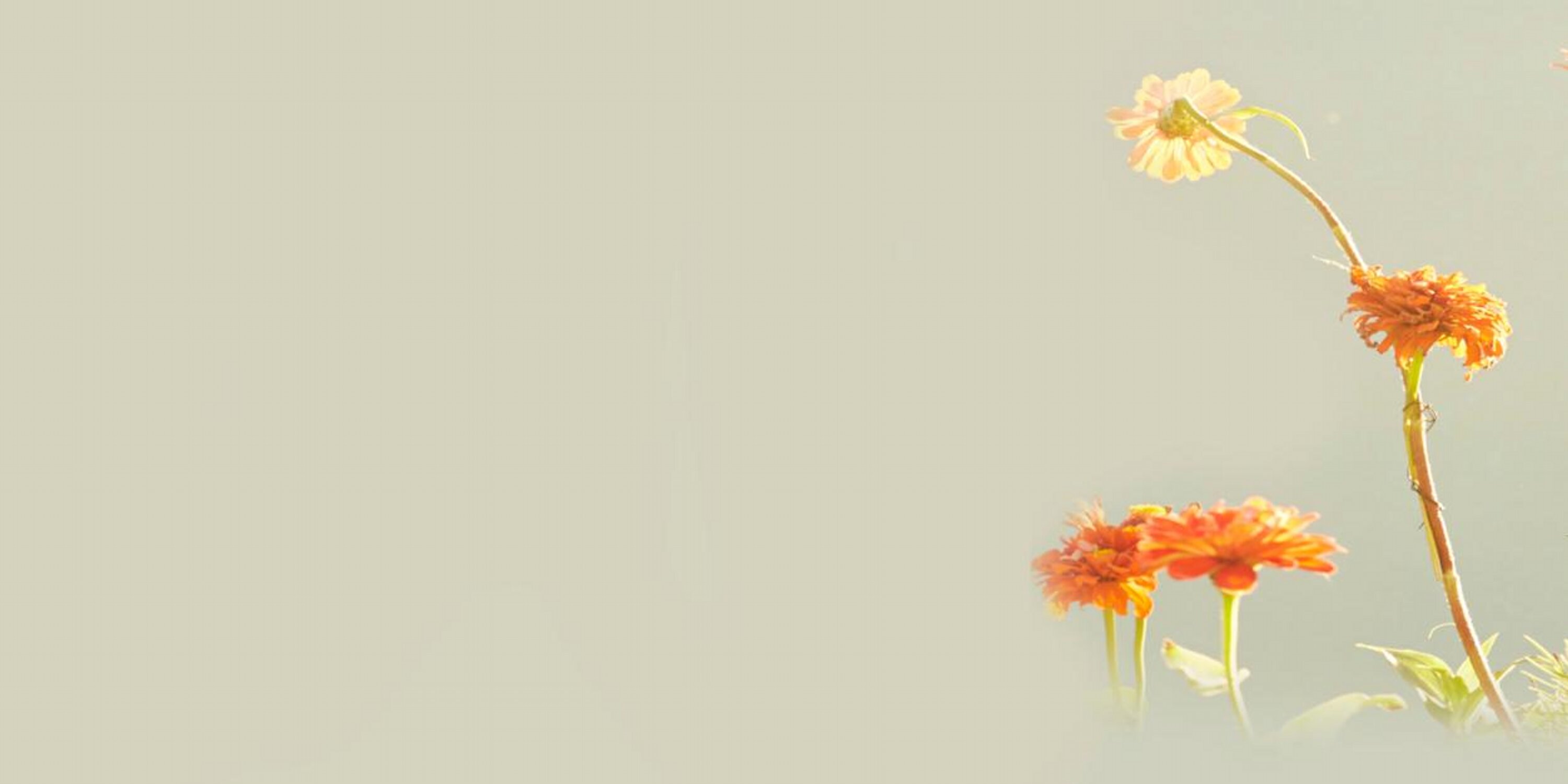 tevtoru's profile banner image