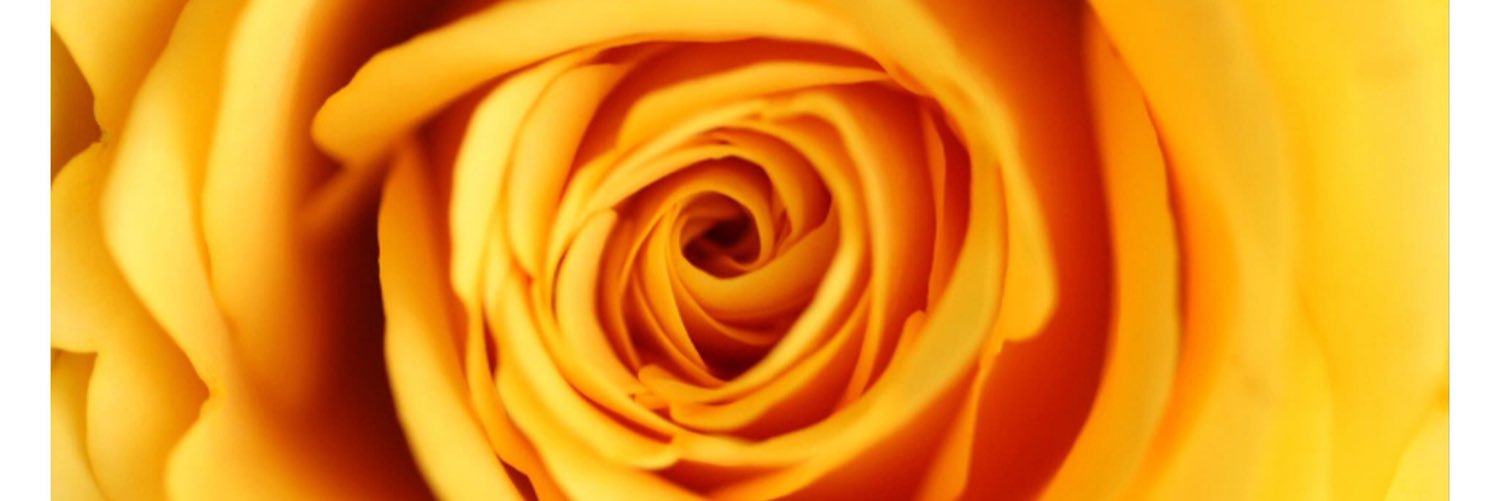 nsanchez924's profile banner image
