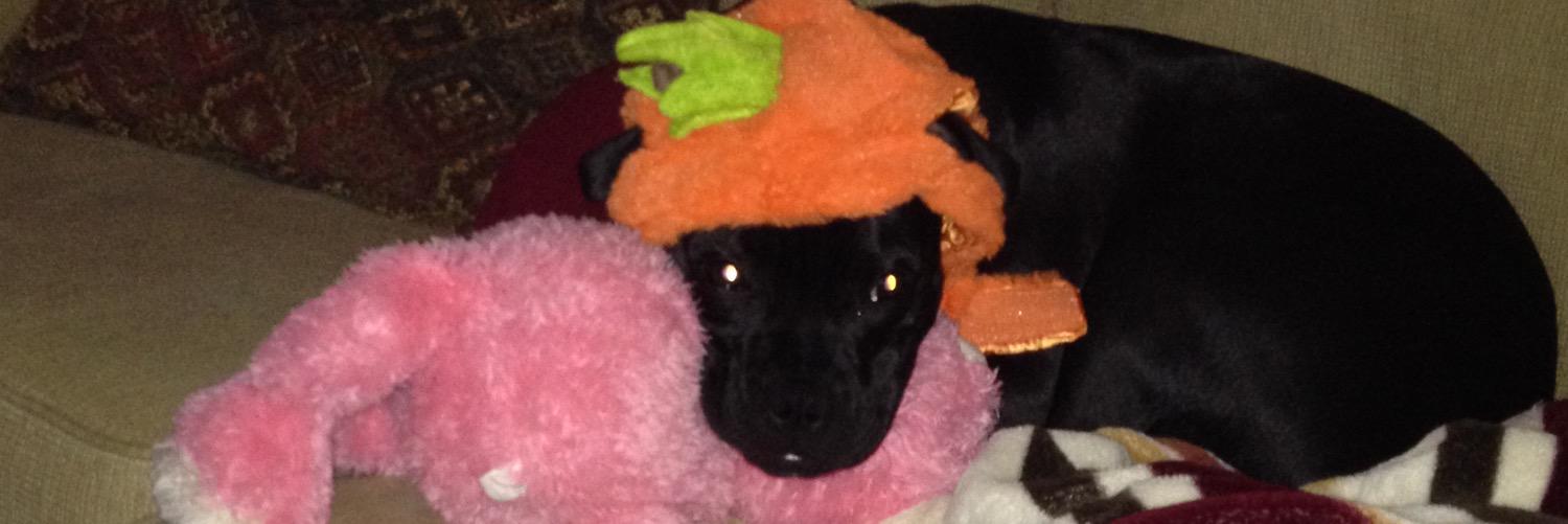 Molly Donovan banner