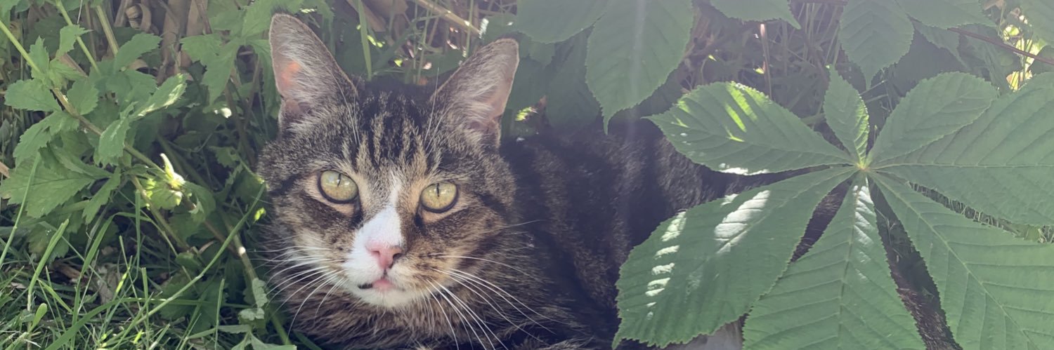 Rachelwellings1's profile banner image