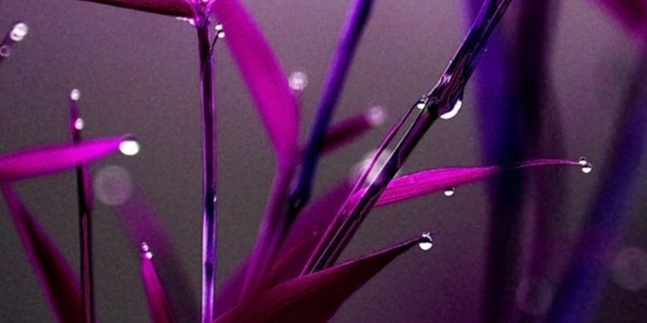 roseeeve's profile banner image