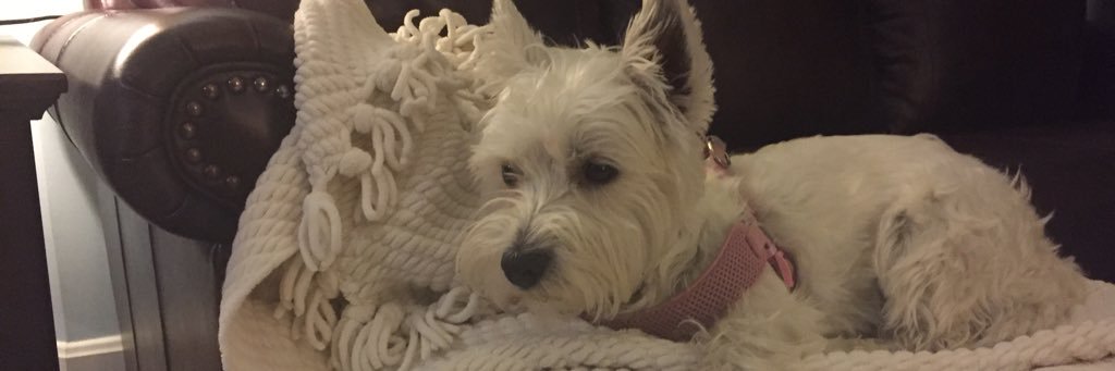 Tricia S.💛 banner