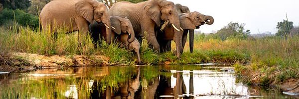 AdoptameWOFF Profile Banner