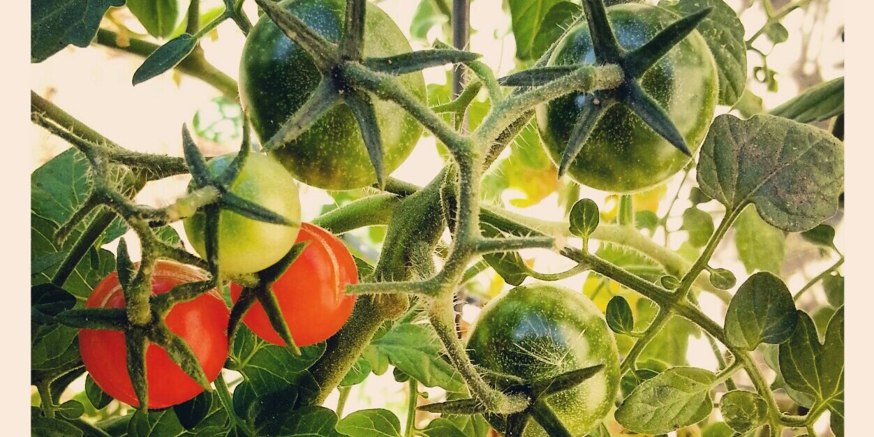 SoilSecretsDist's profile banner image
