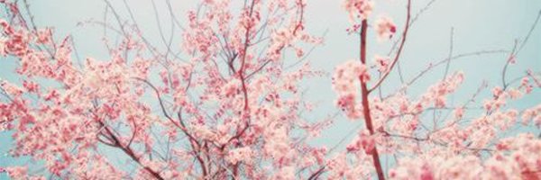 danachambers22 Profile Banner
