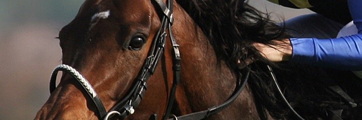 SnowFairy0923's profile banner image