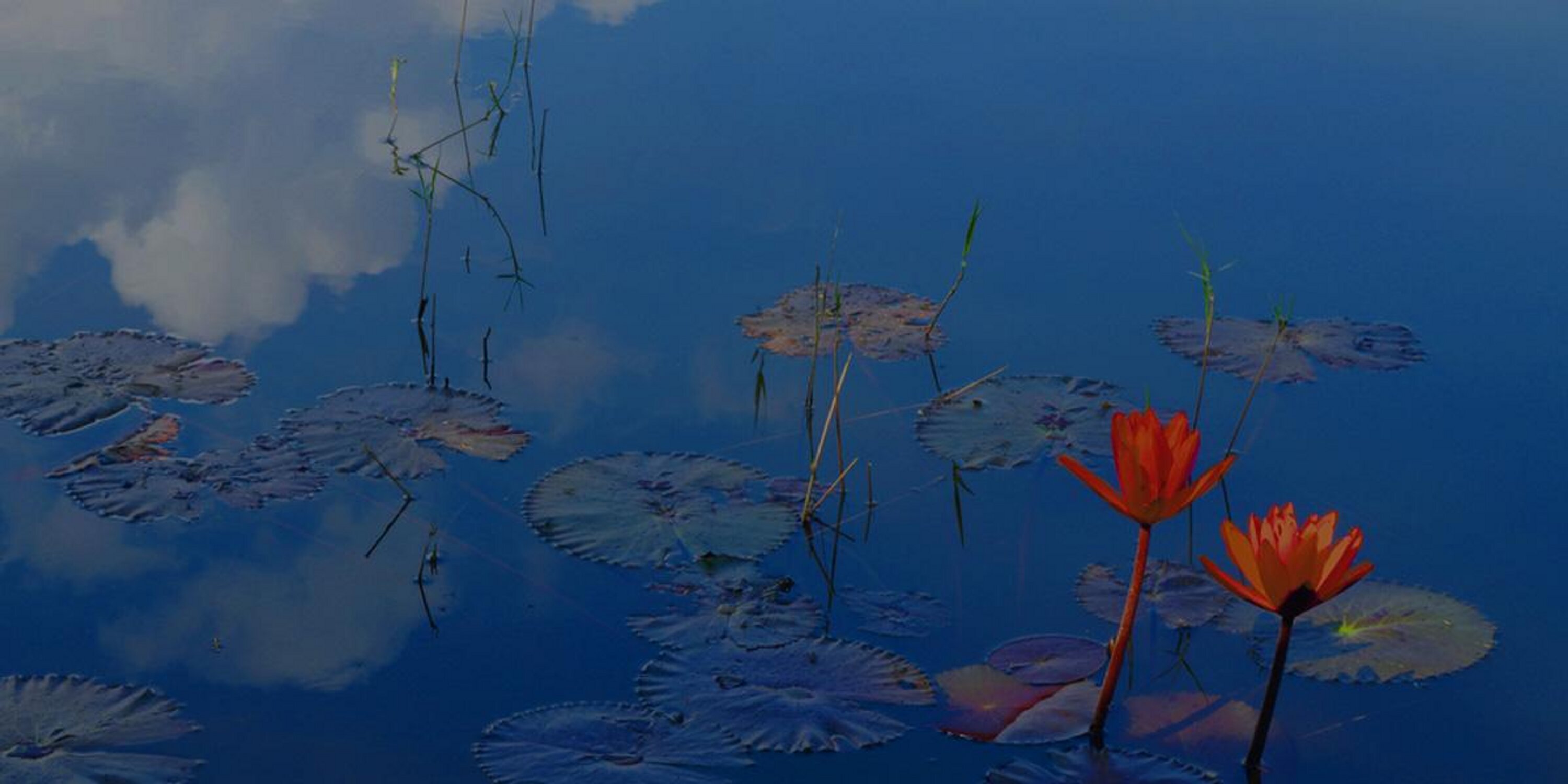 JanetEttele's profile banner image
