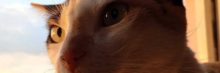 cadaaval's profile banner image