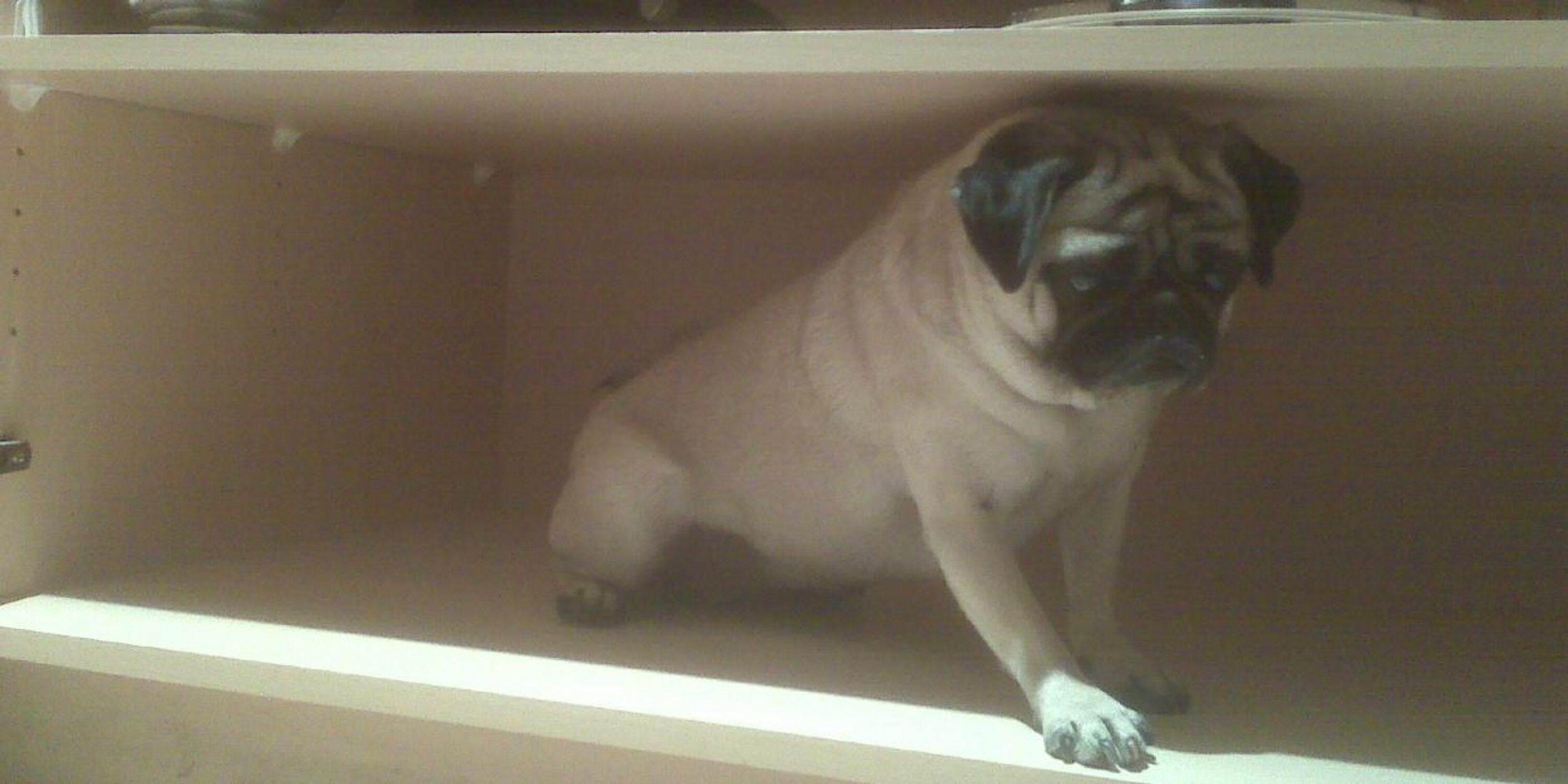 WrigleyPug's profile banner image