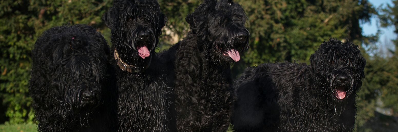 cruciallyK9's profile banner image