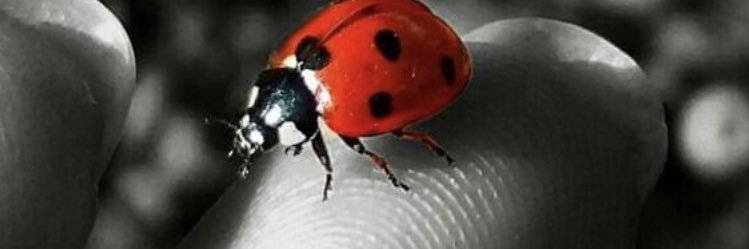Mandingoit's profile banner image