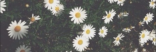 ash_lemon36's profile banner image