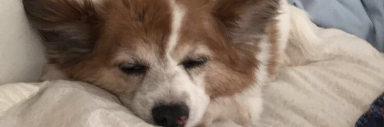 𝐂𝐇𝐈𝐍𝐈𝐓𝐀 🌹 banner