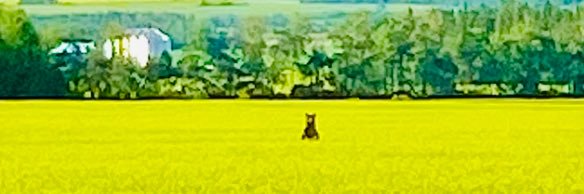 Hyra🌱🇨🇦 banner