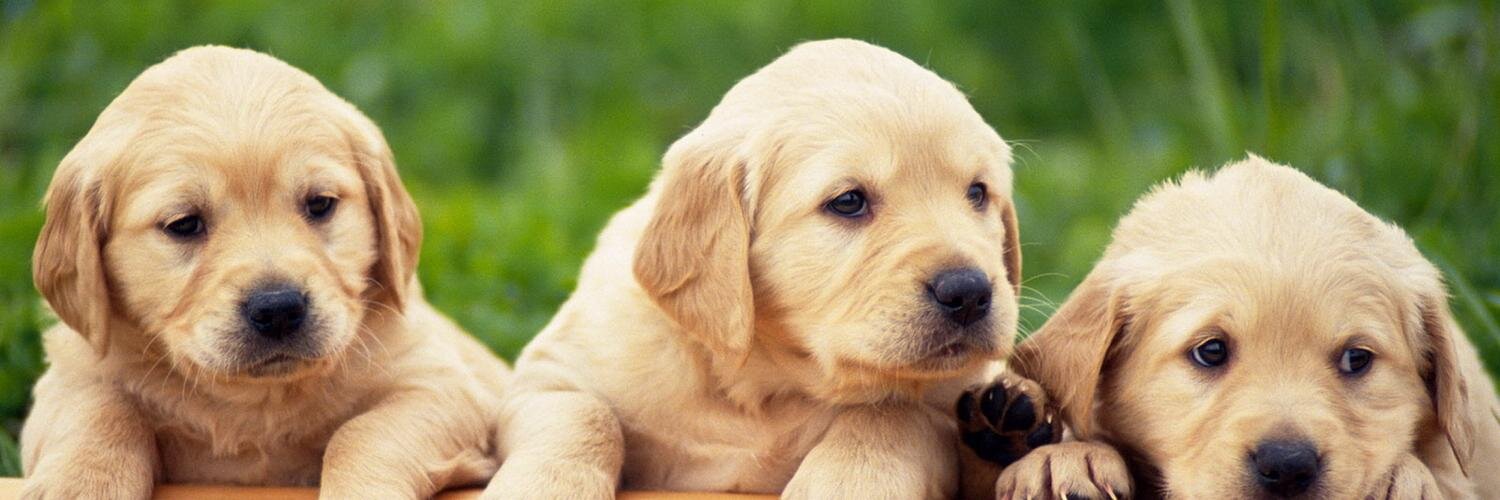 BbAnimalPics's profile banner image