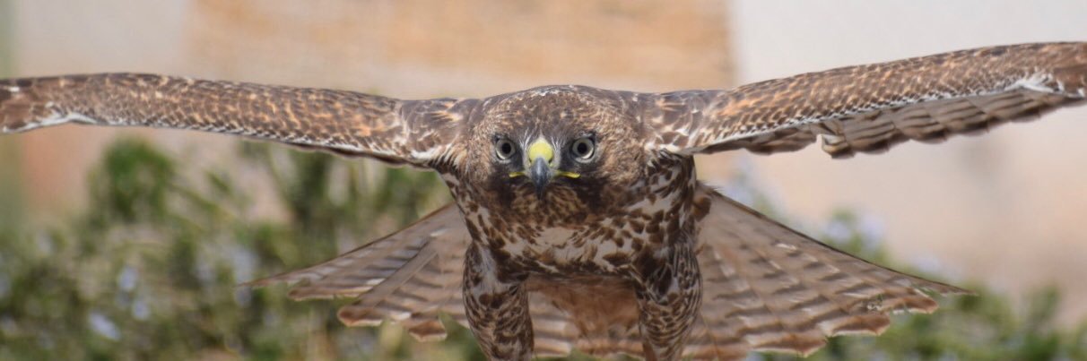 Denise F (Ima Nasty Canadian) 🇨🇦♥️🇺🇦☮️ banner