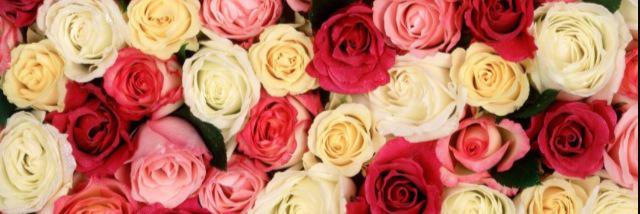 sophiejaques_'s profile banner image