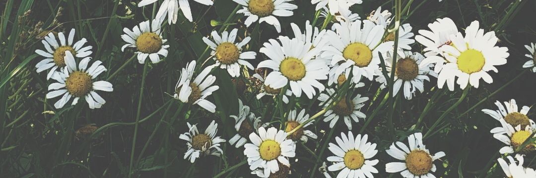haleytheiss's profile banner image