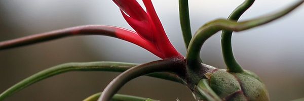 ingred_in_red's profile banner image