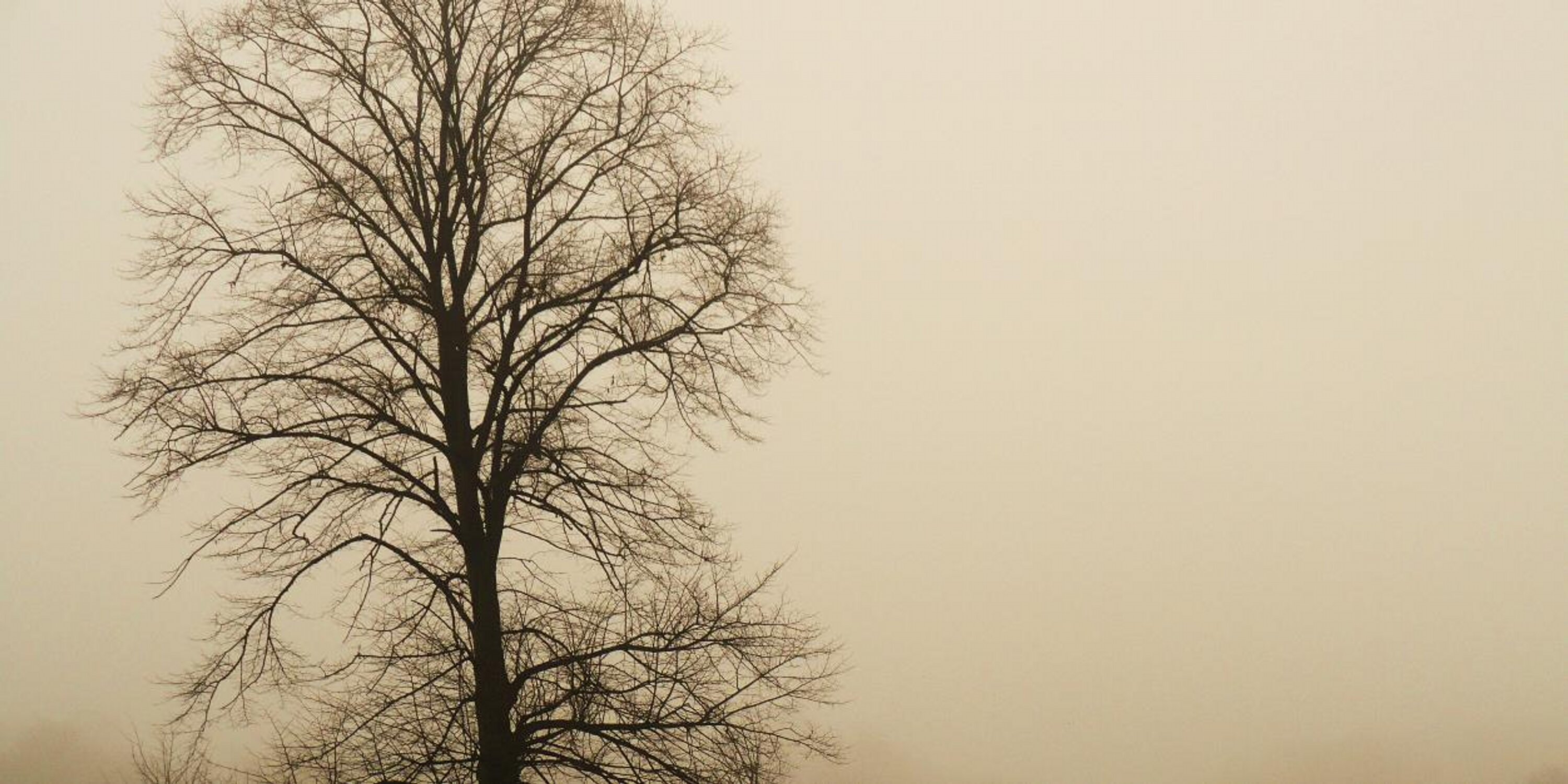 Noforeign's profile banner image