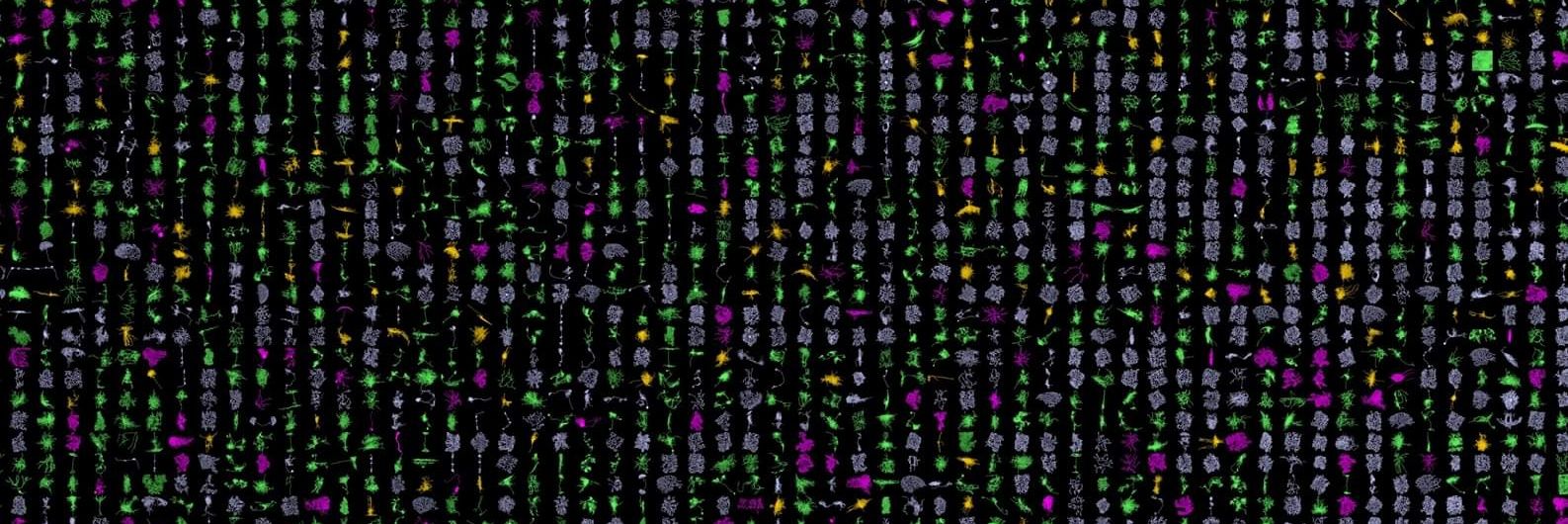 NeuroMorpho.Org banner